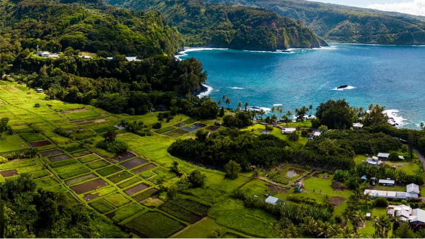 Taro Cultivation in Hawaii